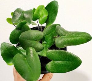 10 Heart-Shaped Plants That Will Steal your Heart Heart-Shaped