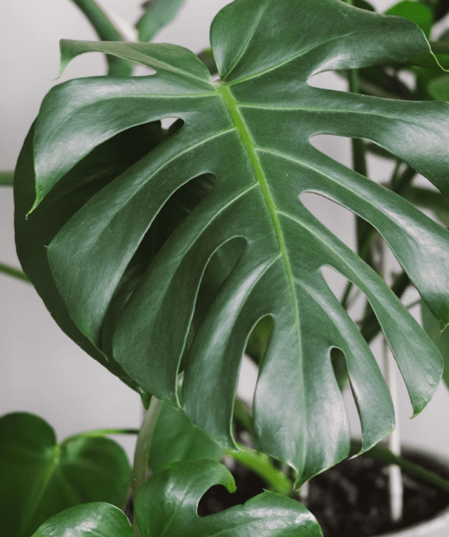 Monstera Deliciosa
