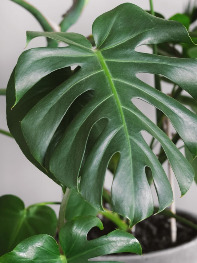6 Heart-Shaped Houseplants that will steal your heart