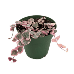 10 Heart-Shaped Plants That Will Steal your Heart Heart-Shaped