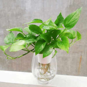 10 Heart-Shaped Plants That Will Steal your Heart Heart-Shaped