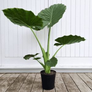 10 Heart-Shaped Plants That Will Steal your Heart Heart-Shaped