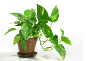 10 Heart-Shaped Plants That Will Steal your Heart Heart-Shaped