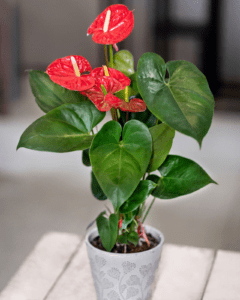 10 Heart-Shaped Plants That Will Steal your Heart Heart-Shaped