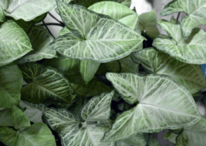10 Heart-Shaped Plants That Will Steal your Heart Heart-Shaped