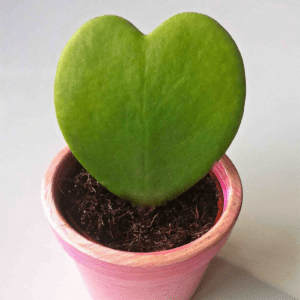 10 Heart-Shaped Plants That Will Steal your Heart Heart-Shaped