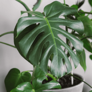 10 Heart-Shaped Plants That Will Steal your Heart Heart-Shaped