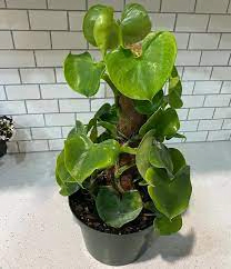 10 Heart-Shaped Plants That Will Steal your Heart Heart-Shaped