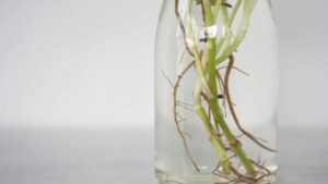 What are the 10 Authentic Ways to Grow Money Plant? Money Plant