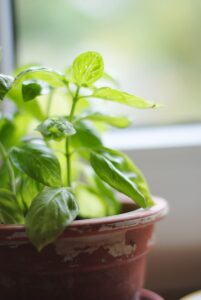 10 Amazing Plants That Repel and Kick Out Mosquitoes Plants