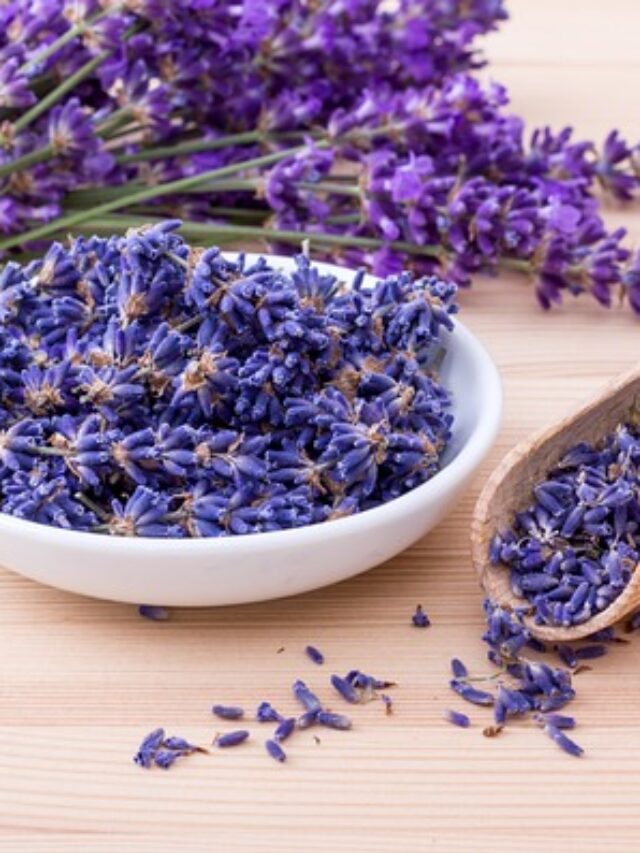 5 Amazing Plants That Repel and Kick Out Mosquitoes