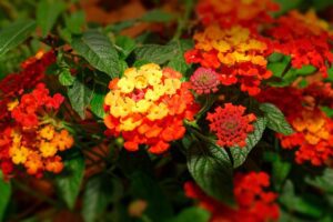 10 Amazing Plants That Repel and Kick Out Mosquitoes Plants