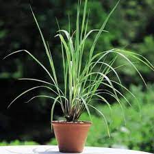 10 Amazing Plants That Repel and Kick Out Mosquitoes Plants