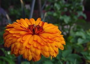 10 Amazing Plants That Repel and Kick Out Mosquitoes Plants