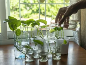 What are the 10 Authentic Ways to Grow Money Plant? Money Plant