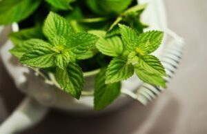 10 Amazing Plants That Repel and Kick Out Mosquitoes Plants