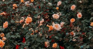 Amazing Ways to Grow Roses in Your Own Garden Rose