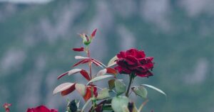 Amazing Ways to Grow Roses in Your Own Garden Rose