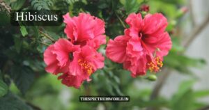 Monsoon Gardening: 12 Best Plants to Thrive Monsoon Gardening