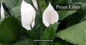 Monsoon Gardening: 12 Best Plants to Thrive Monsoon Gardening