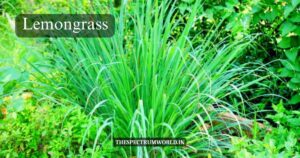 Monsoon Gardening: 12 Best Plants to Thrive Monsoon Gardening
